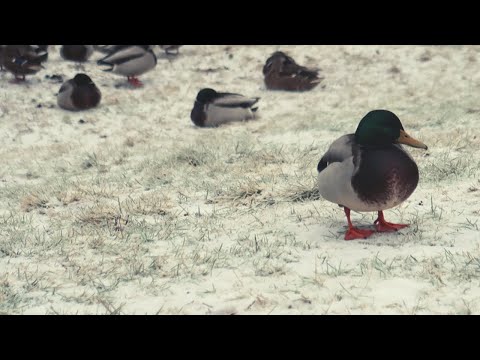 Hantverkshärvan Vlogmas 2/12 2022 - En fredag i december med Hanna