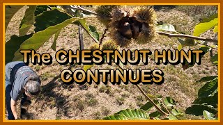BACK AT IT! - Day 2 of our 2025 Chestnut Harvest