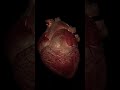 Real heart sound । heartbeat sound check heart short motivation#india ❤️🩺