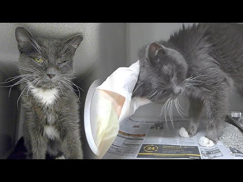 Old Cat Abandoned In Shelter Is Grateful To Get a Second Chance Again