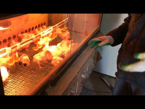 , title : 'Брудер с терморегулятором на 50 цыплят.'