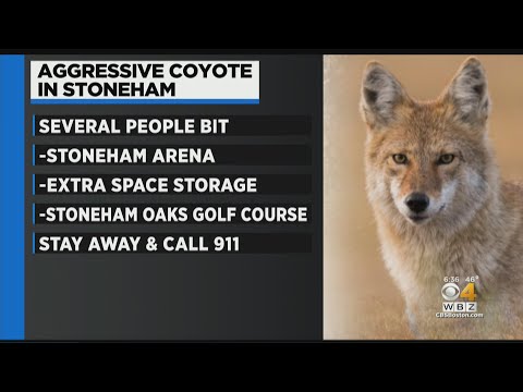 Stoneham Police Warn Residents Of Aggressive Coyote
