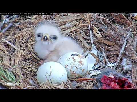 Second Egg Pips Next To 1-Day-Old Chick At #CornellHawks Nest – May 3, 2021