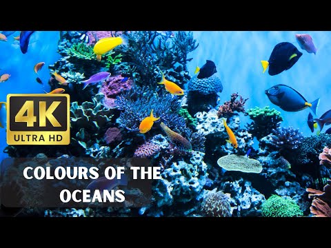 4K Stunning Underwater Wonders of the Red Sea | Relaxing Music - Coral Reefs & Colorful Sea Life
