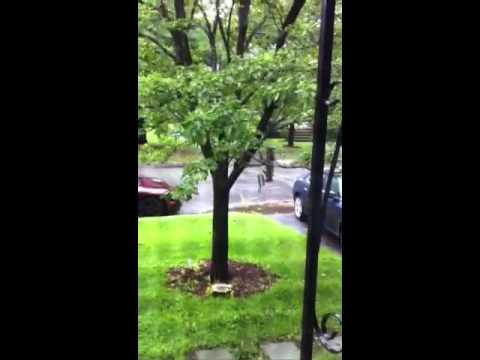Hurricane Irene, Winchester, Ma (2:30pm, 28Aug2011) The bir