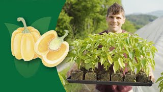 How to Grow Peppers: A Complete Guide from Seed to Harvest