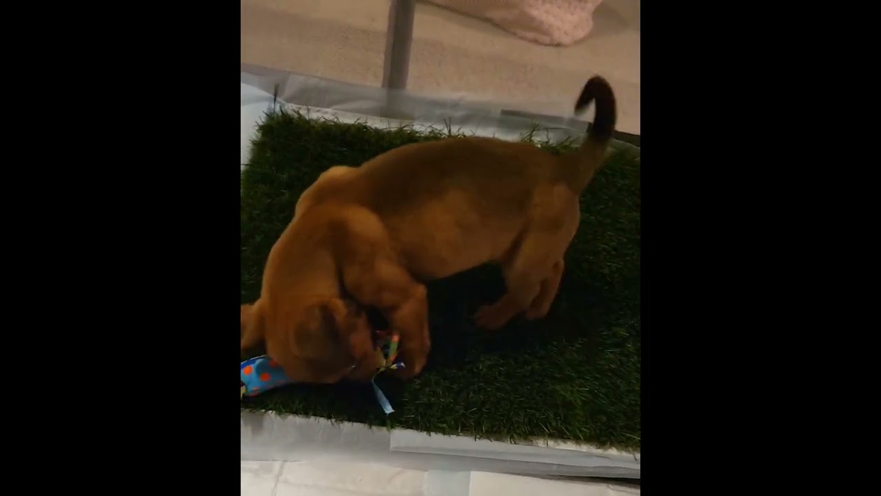 Enlarge Trixie, a Adoptable mixed breed in Murrieta, CA video 4/5