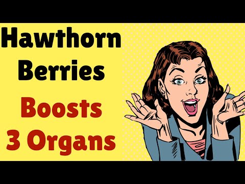 Hawthorn Berries Supercharges 3 of Your Organs
