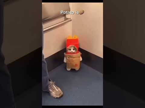 🐈 cat 🐈 #fypviralシ #fypage #fypyoutube #fyp #memes #memesvideo #cats