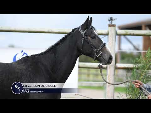 LED ZEPELIN DE CIRCEE