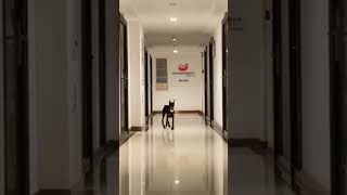 A happy doggo with floppy ears in a long corridor! Look at them jingle!