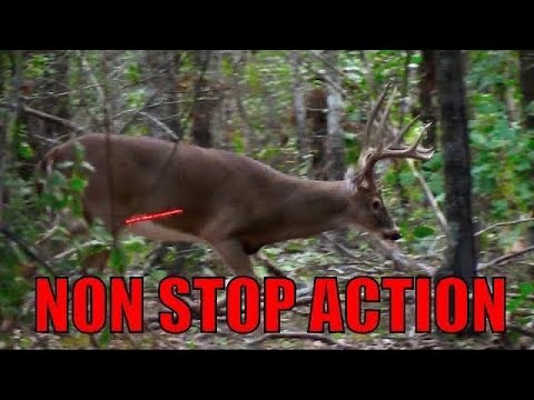 25 Kills in 20 Minutes! (ULTIMATE Deer Hunting Compilation)