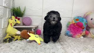 タイニープードルの動画02