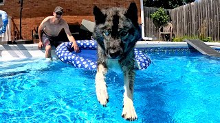My Dog JUMPS Into The Pool 💦 Husky Swimming Pool Party