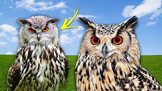 Som dos Animais. Você conhece a coruja? Qual o som da coruja?