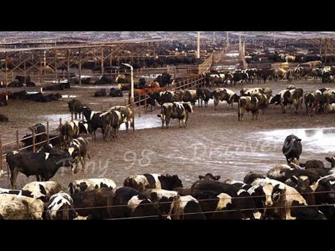 How To Produce 223 Billion Pounds Of Milk In America - Dairy Farm In America
