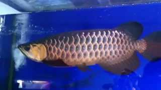 IMG 0324 - YouTube.flv