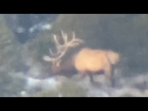568 yard kill shot! 2019 Statewide Elk Hunt!