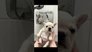Download lagu wash my belly, clean my belly #puppy #memes #shorts #reels #foryou #fyp mp3