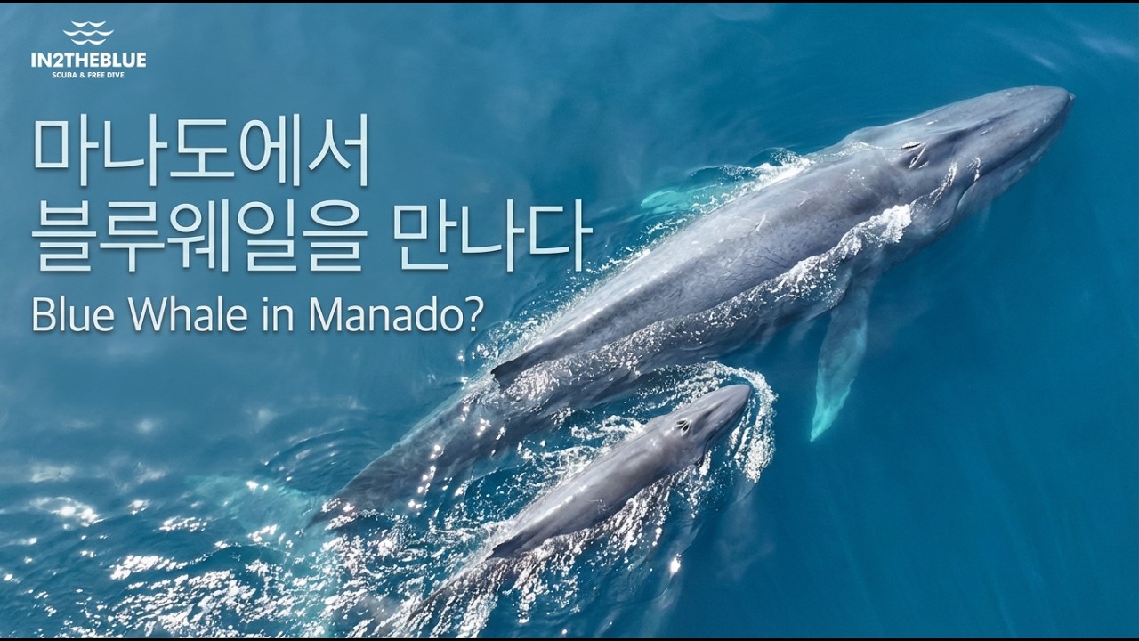 인투블이 직접 촬영한 대왕고래 영상