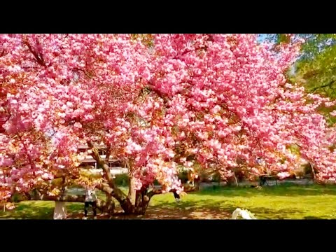 SPRING SEASON EXPLORING THE BEAUTY OF NATURE ||CZECH REPUBLIC || MY NEICE ||