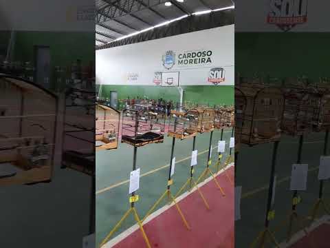 Roda de Coleiro no Torneio Festivo em Cardoso Moreira/RJ - 09/11/2025