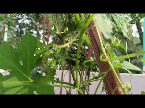 🌿💚#nature #foryou 