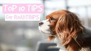 TOP 10 TIPS FOR ROADTRIPS WITH YOUR DOG | How to prepare