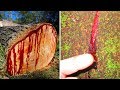 Facts About The Strangest Tree In The World Dragon Blood