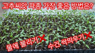고추씨앗 파종 가장좋은 방법은?   고추씨앗 싹틔우기,발아 방법 고추씨앗 파종 시기