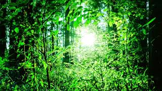 forest　七色屋