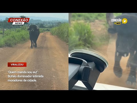 Vídeo: ‘Quem manda sou eu!’: Búfalo dominador intimida moradores de cidade.