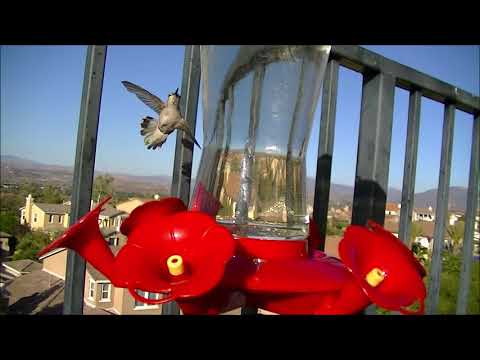 Hummingbird Facts. Do you know these?