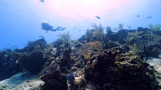 Arrecifes de Cozumel 4K