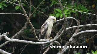 今季3個体目のカンムリワシ幼鳥(動画あり)