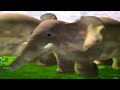 Animals Danish