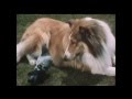 Lassie Episode 399 Pitfall Season 12 Ep 14 12 12 1965