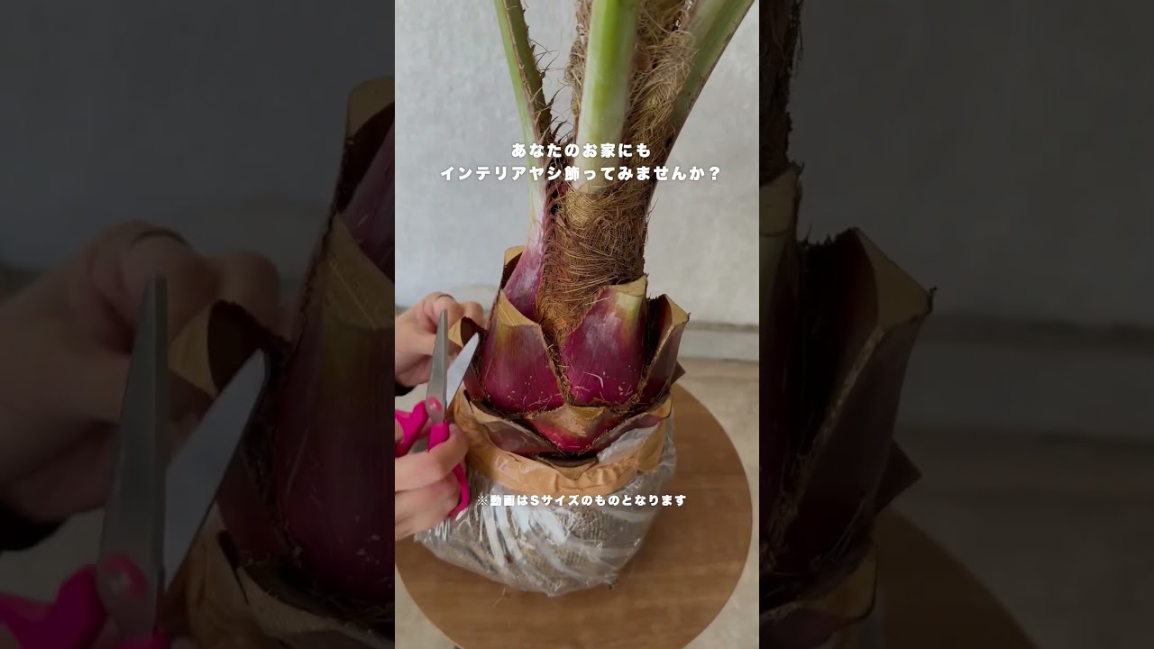 ヤシの木飾りませんか？ #観葉植物 #観葉植物インテリア #観葉植物NANOHA