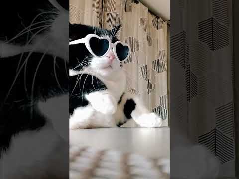 Nina the cat dance to Bingo Players' 'Rattle' ❤️😎