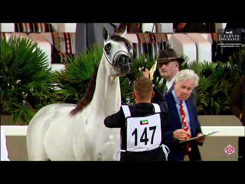 N 147 DM HARIR   10th Kuwait International Championship 2023   Colts 2 Years Old Class 4A