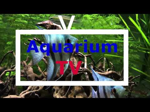 180l Aquarium umgestalten | Neue Wurzel | Neue Pflanzen | Teil 1