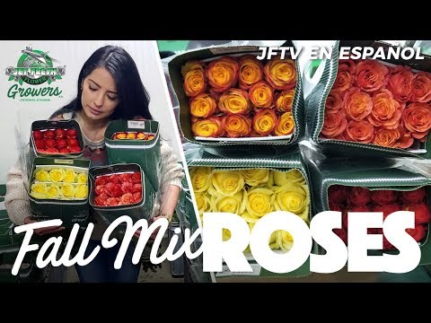 JFTV en Español: Jet Fresh Growers' "Fall Mix" Rosas con Melisa
