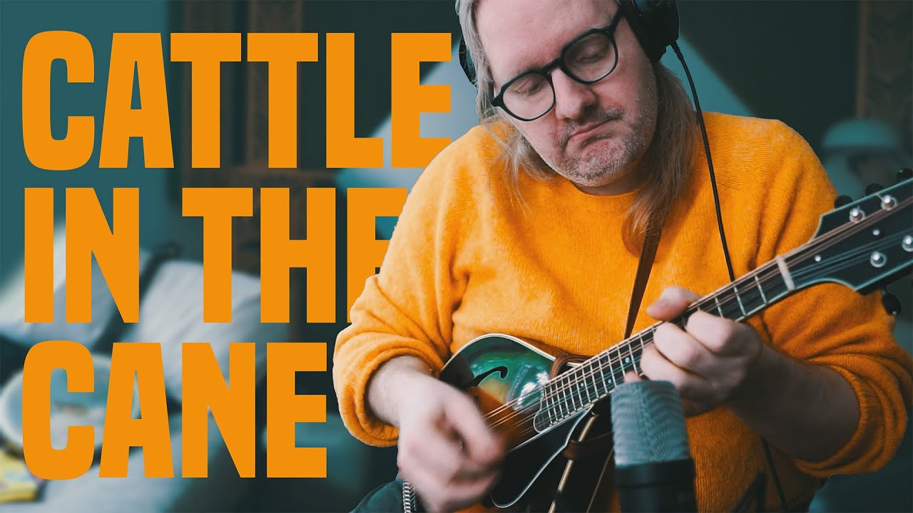 International Bluegrass Jam, Cattle In The Cane