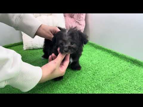 YouTube動画のサムネイル