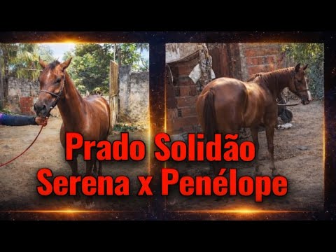 Corrida de Cavalo no Prado Solidão Itarema Ceará/ serena x Penélope 