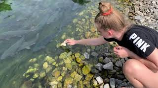 Welcome to the Castalia State Fish Hatchery: Birthplace of Ohio's Steelhead Trout