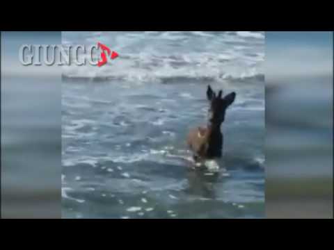 Capriolo in spiaggia a Castiglione: prima si getta in mare e poi passeggia per la Darsena