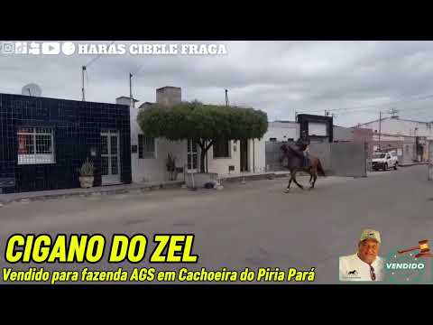 CIGANO DO ZEL Vendido para Fazenda AGS Em Cachoeira Do Piria Pará