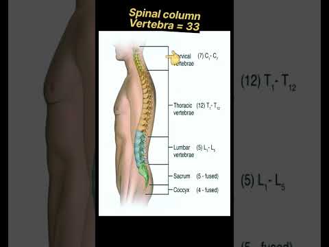 Human Spinal Column Vertebra #spine #shorts #radiography #xray
