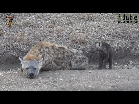 Watching Hyenas, Part 4